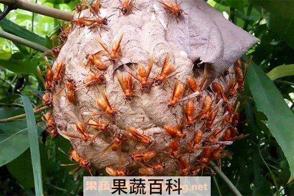 马蜂窝