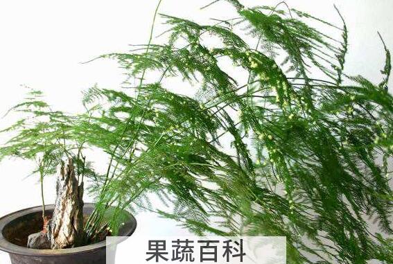 文竹叶子发黄怎么挽救 文竹怎么养才能更旺盛