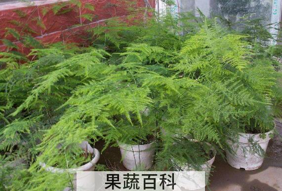 文竹叶子发黄怎么挽救 文竹怎么养才能更旺盛