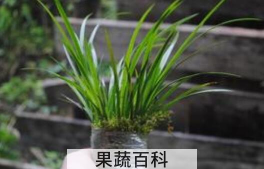 石菖蒲精油的功效与作用