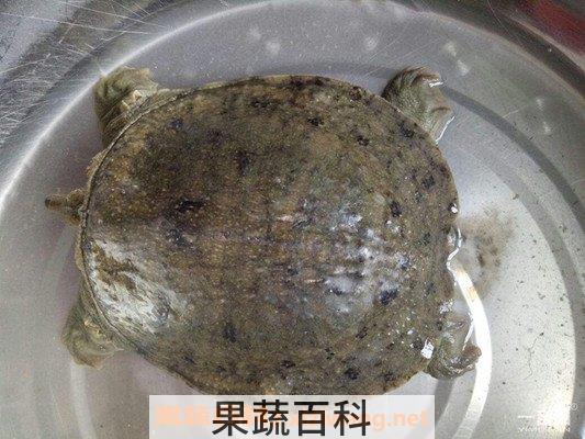 甲鱼