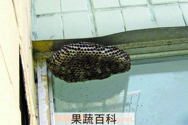 马蜂窝