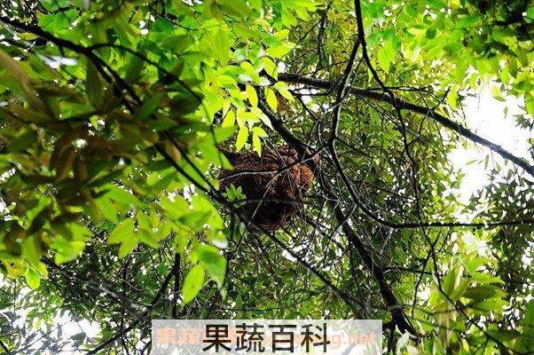 马蜂窝
