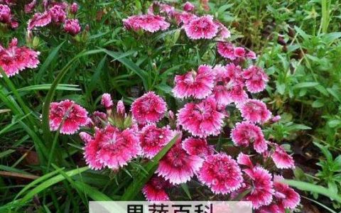 石竹花泡水喝的功效与作用