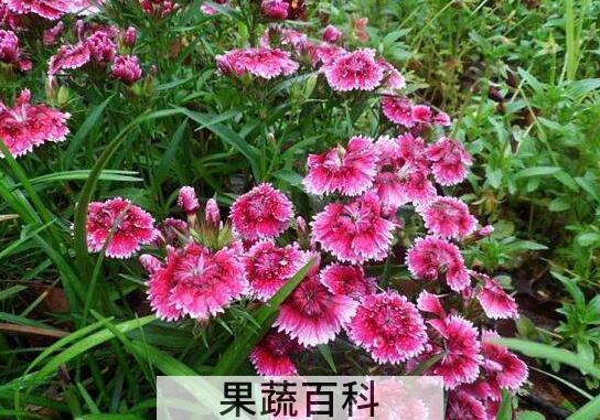 石竹花泡水喝的功效与作用