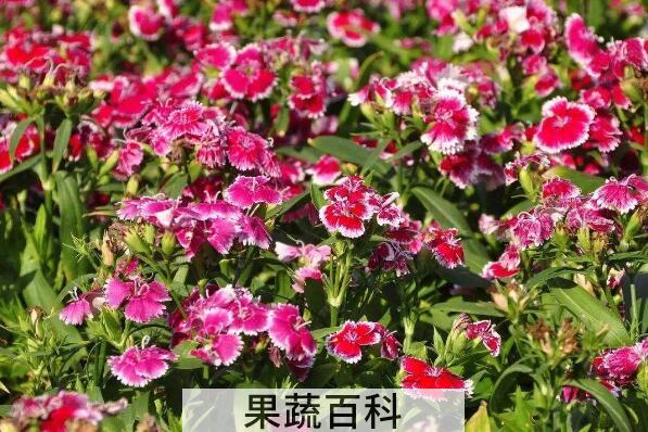 香石竹的功效与作用