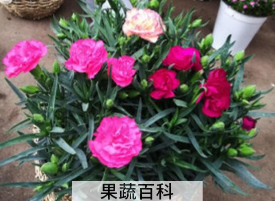 香石竹的功效与作用