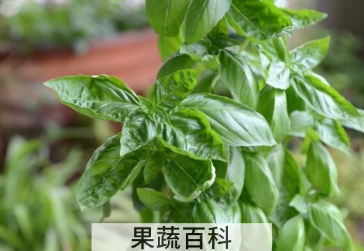 九层塔的功效与作用及禁忌