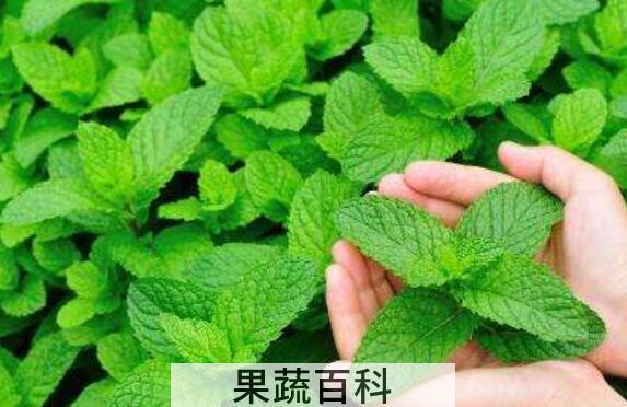九层塔的功效与作用及禁忌
