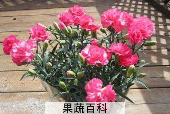 香石竹和康乃馨的区别