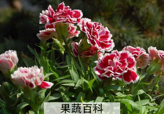 香石竹和康乃馨的区别