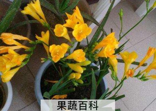 香水兰的养殖方法和注意事项