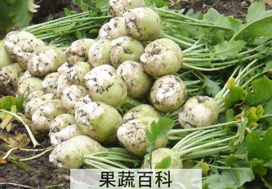 大头菜的功效和作用是什么