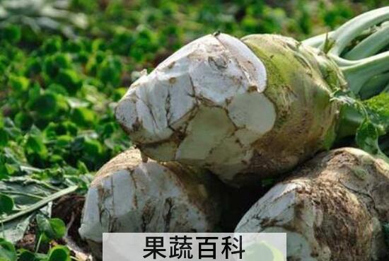 大头菜的功效和作用是什么