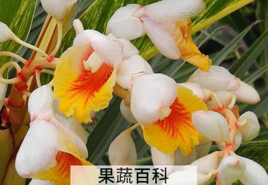 豆蔻花油的功效与作用及使用方法