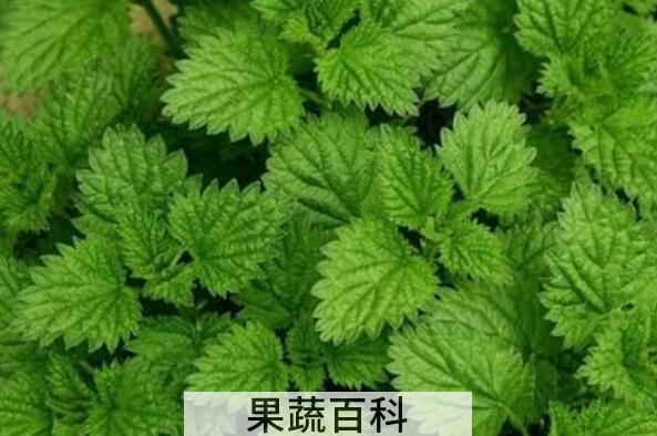 荷香叶泡水的功效与作用
