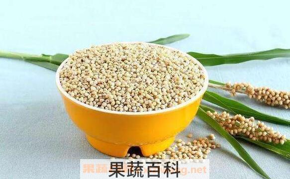 高粱的功效与作用 高粱的禁忌