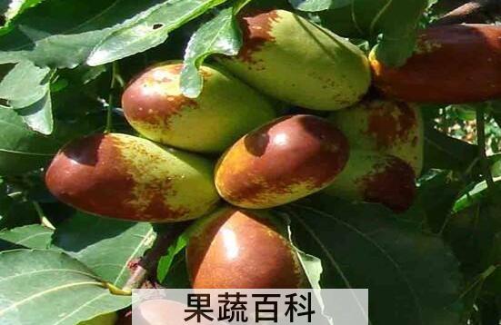 大王枣的功效与作用 大王枣的食用方法