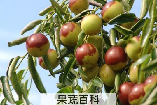长木枣是什么 长木枣的养殖方法