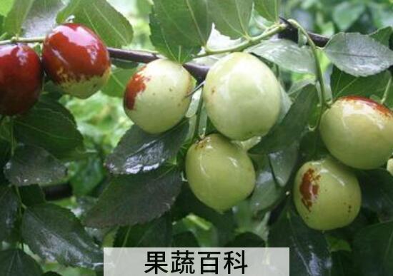 长木枣是什么 长木枣的养殖方法
