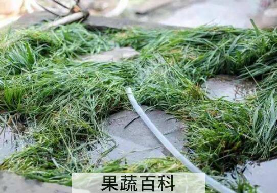麦草的功效与作用