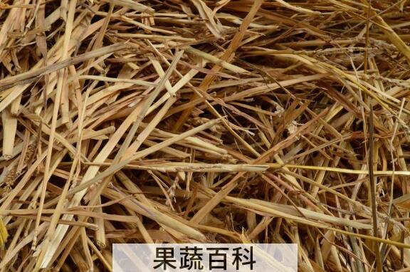 麦草的功效与作用
