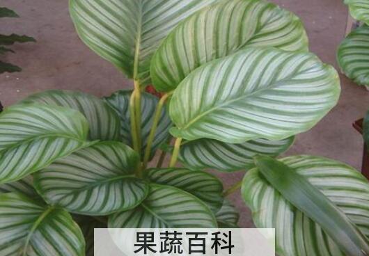  肖竹芋怎么养 肖竹芋的养殖方法与注意事项