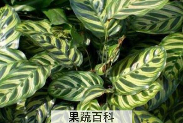  肖竹芋怎么养 肖竹芋的养殖方法与注意事项