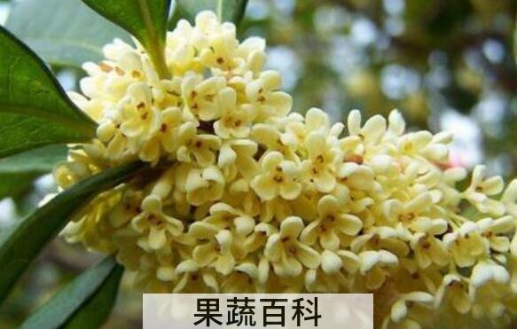 鲜桂花怎么处理才能吃 鲜桂花可以怎么吃