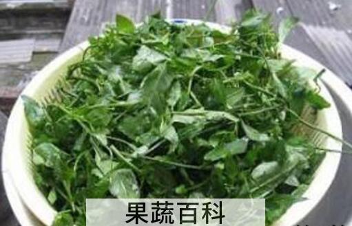 葛菜水的功效与作用