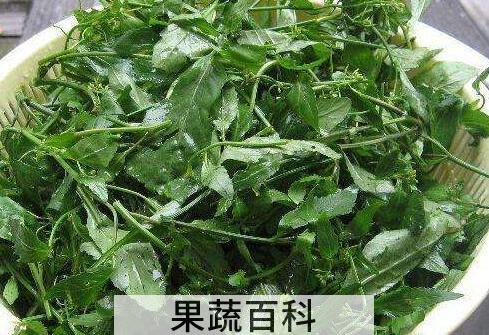 葛菜水的功效与作用