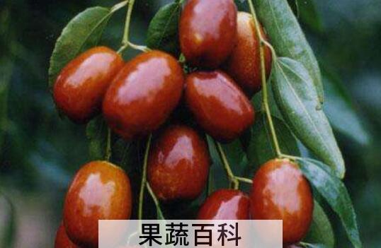 马奶枣什么时候成熟 马奶枣的食用方法
