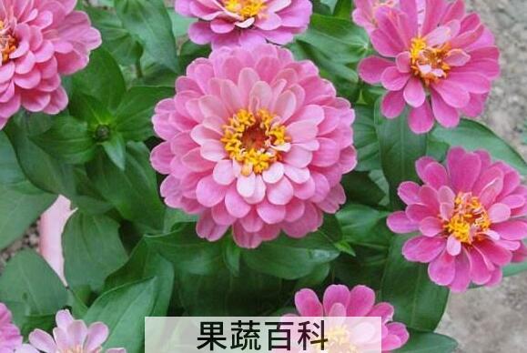 小丽花的养殖方法 小丽花开花后怎么处理