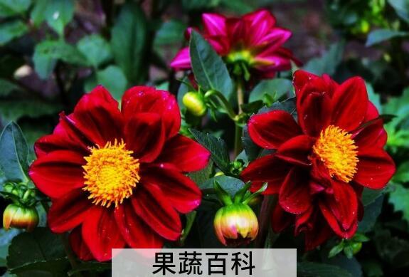 小丽花的养殖方法 小丽花开花后怎么处理