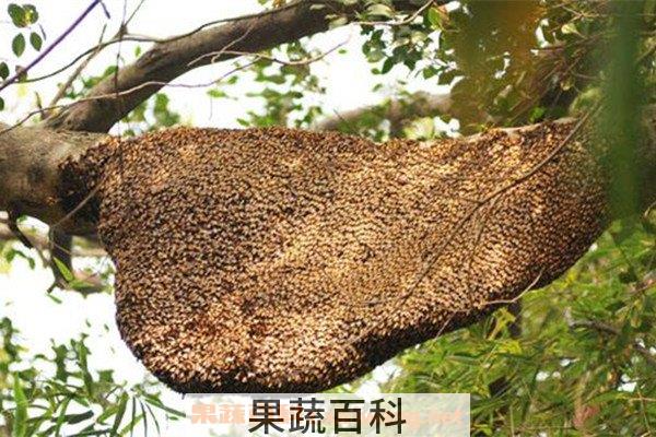 野蜂巢
