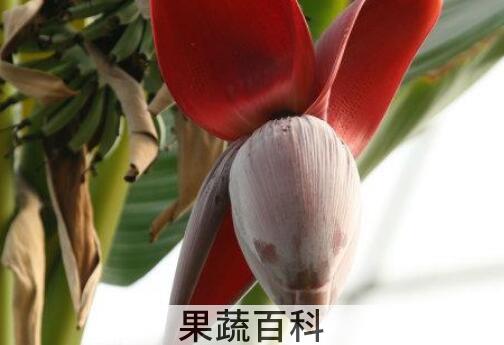 野芭蕉心的功效与作用