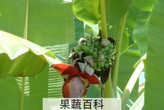 野芭蕉心的功效与作用