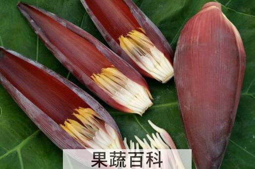蕉花的药用功效与作用