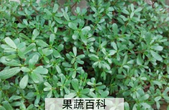 山马齿苋的功效与作用 山马齿苋怎么吃