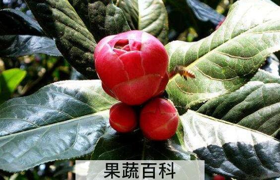 抱茎茶花如何养殖 抱茎茶花的养殖方法