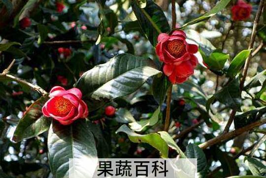 抱茎茶花如何养殖 抱茎茶花的养殖方法