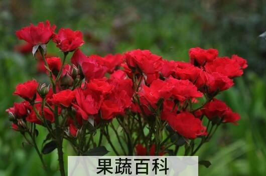 月月红的功效与作用