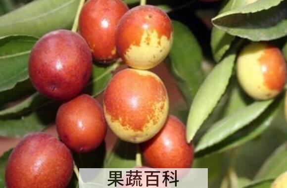 什么品种枣最好吃最甜
