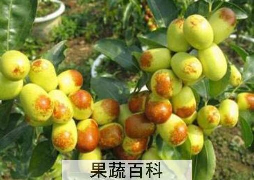 什么品种枣最好吃最甜