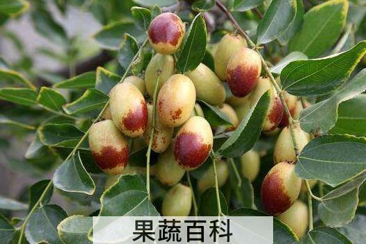 子弹头枣什么时候成熟 子弹头枣的食用方法
