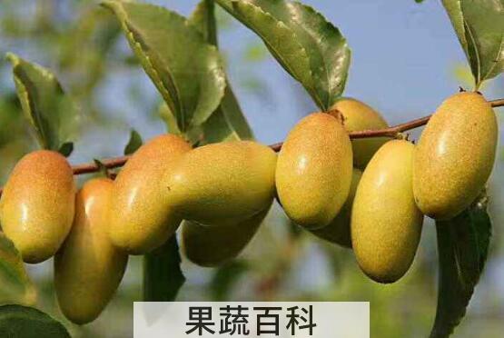 子弹头枣什么时候成熟 子弹头枣的食用方法