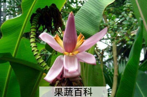 野蕉花的功效与作用 野蕉花怎么吃