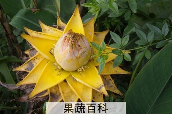 野蕉花的功效与作用 野蕉花怎么吃