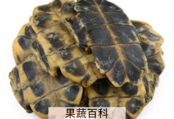 龟板泡酒的功效与作用