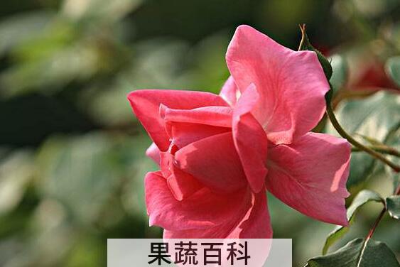 新鲜的月季花可以吃吗 月季花的食用方法
